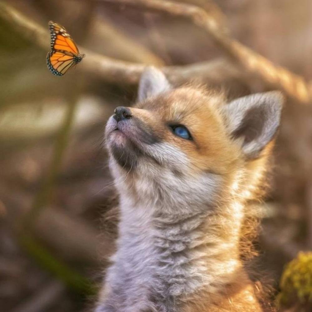 Доброе утро лис картинки. Лисичка утро. Утренняя лиса. Лисенок с бабочкой. Малая лисица.