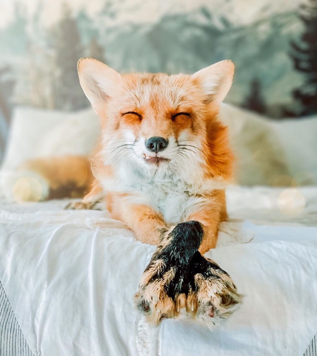 Доброе утро Лисичка