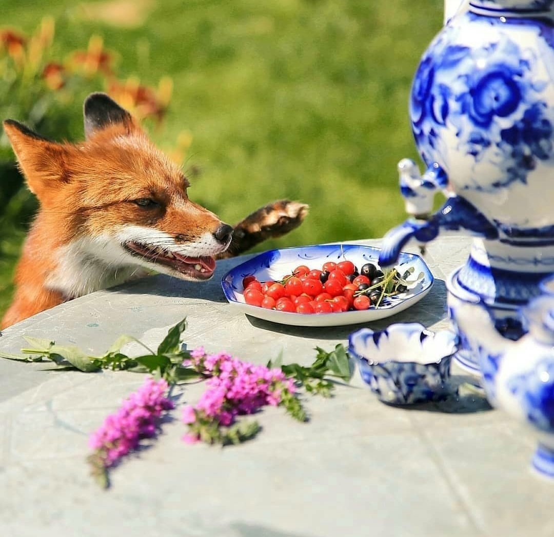 Доброе утро Лисенок