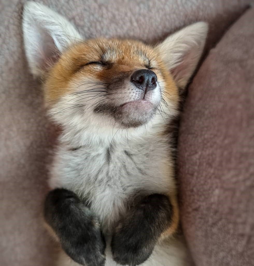 Лисичке пора спать