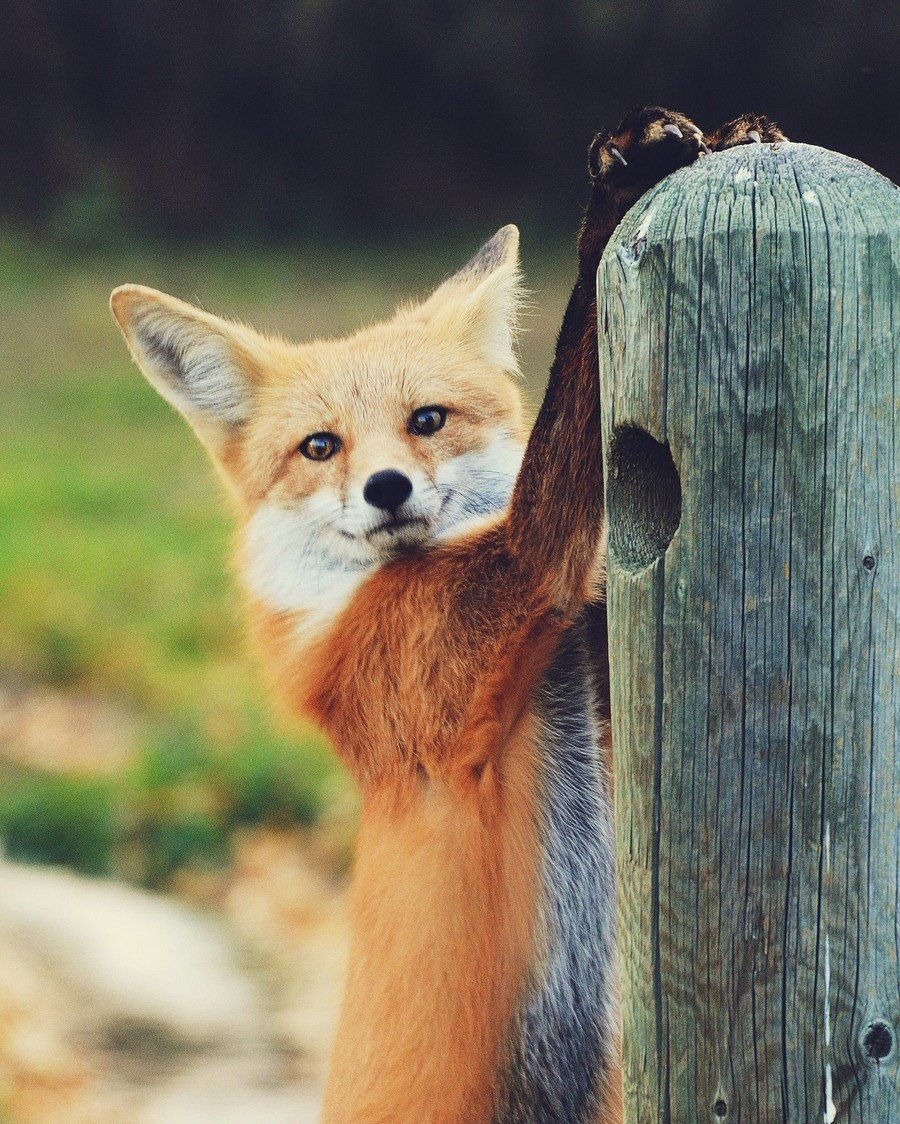 Добрая лиса