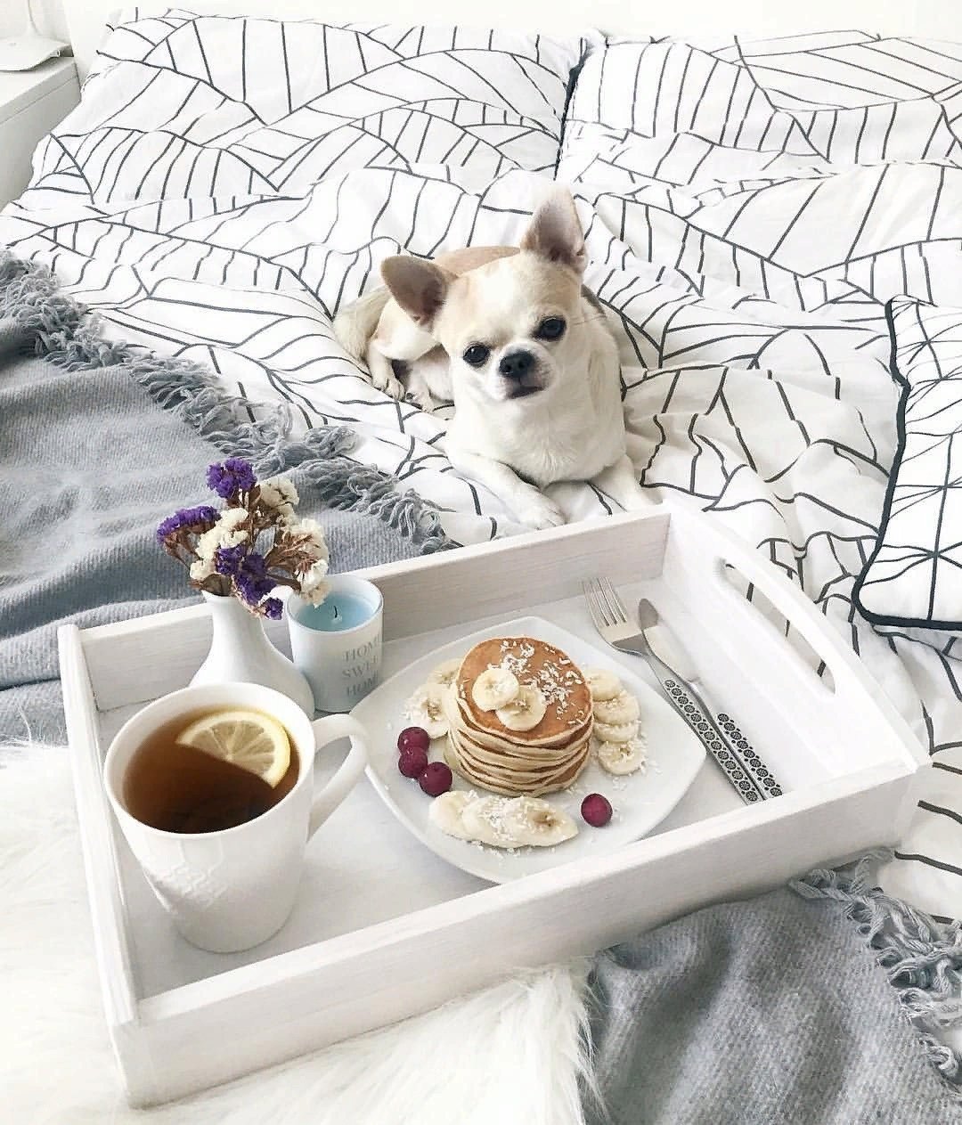 Утро животные