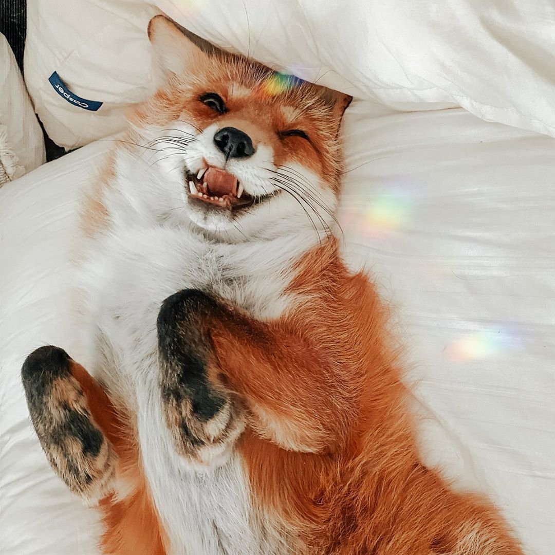 Счастливая лиса Джунипер