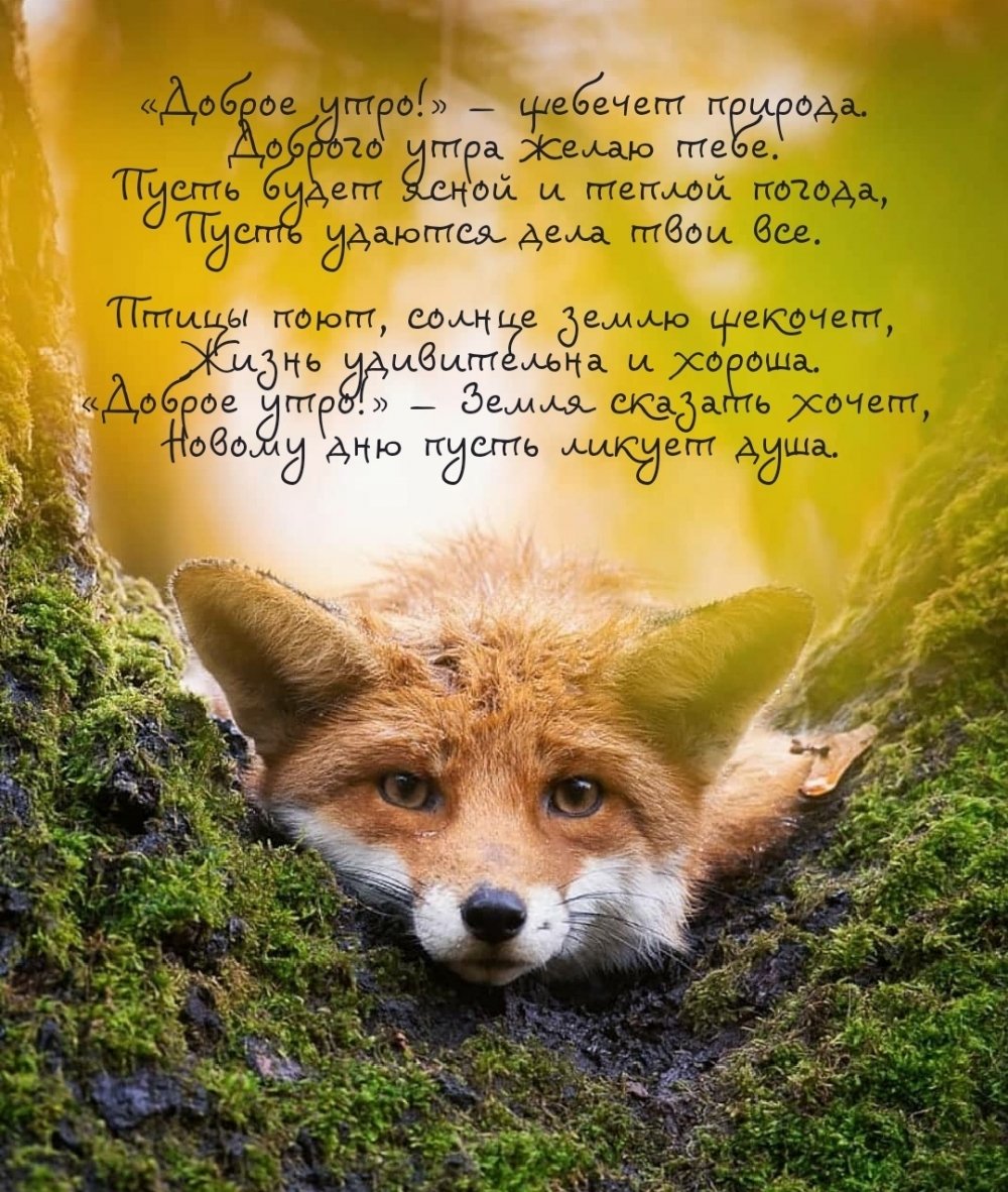 Доброе утро Лисичка