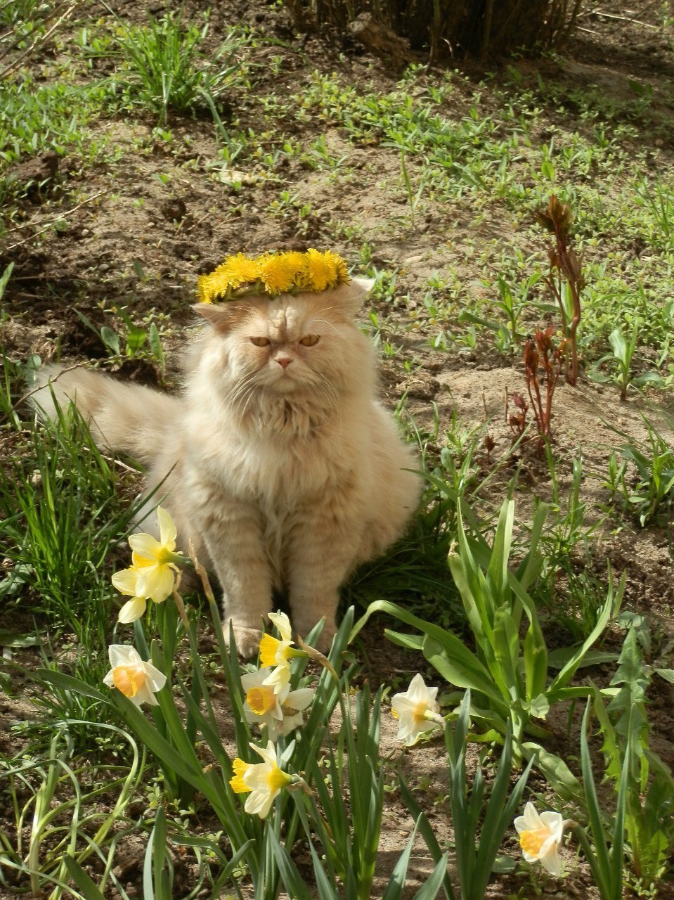 Весенние картинки с животными прикольные. Котики весной. Смешное про весну. Весеннего настроения коты.