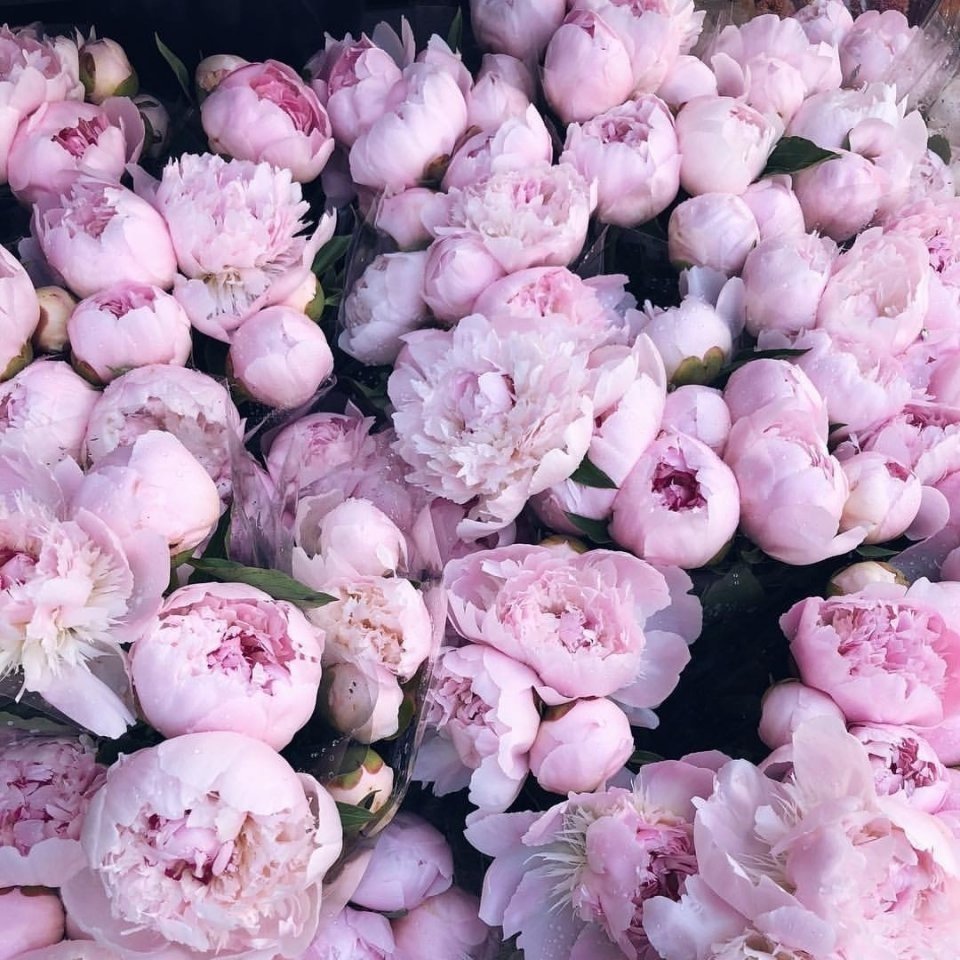 Пионы мелкие