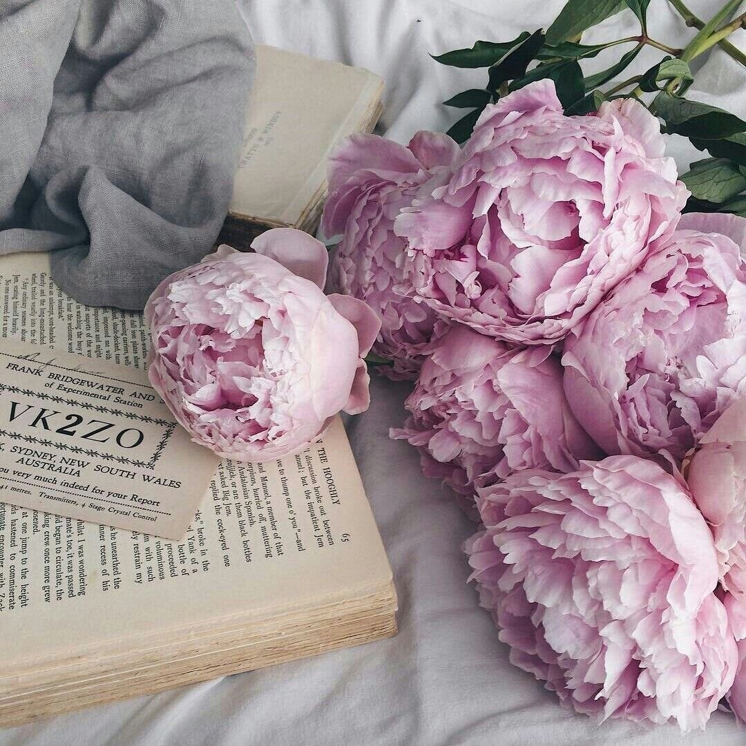 Пионы Пинтерест