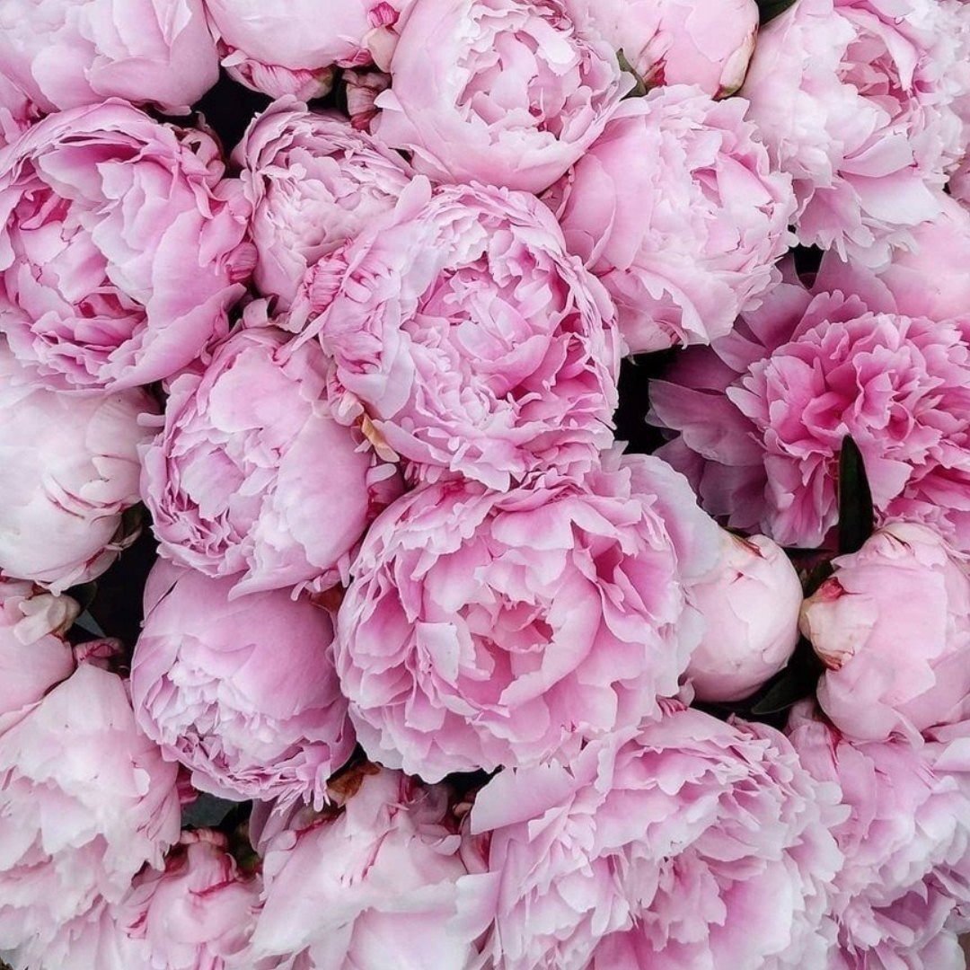 Пионы розовидные