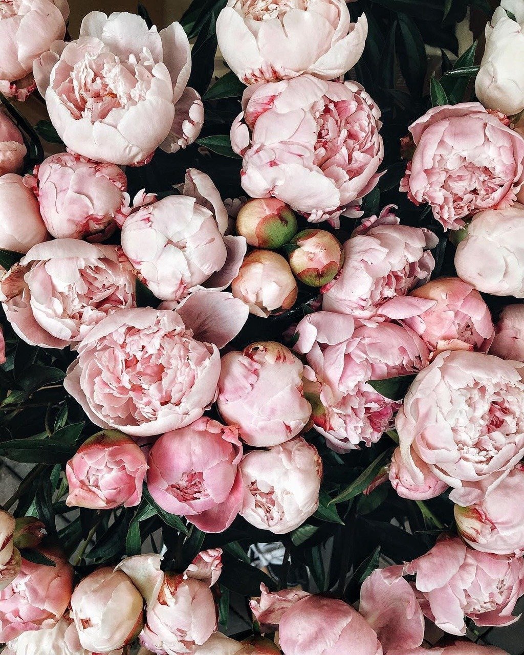 Пионовые поля в Голландии