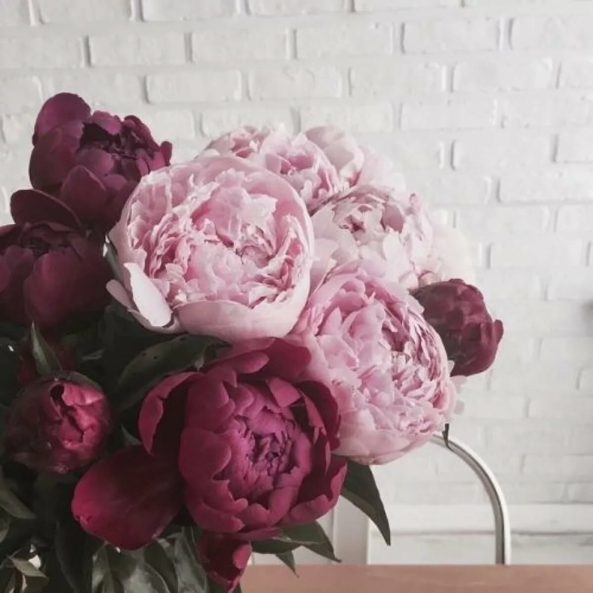 Пудровые пионы