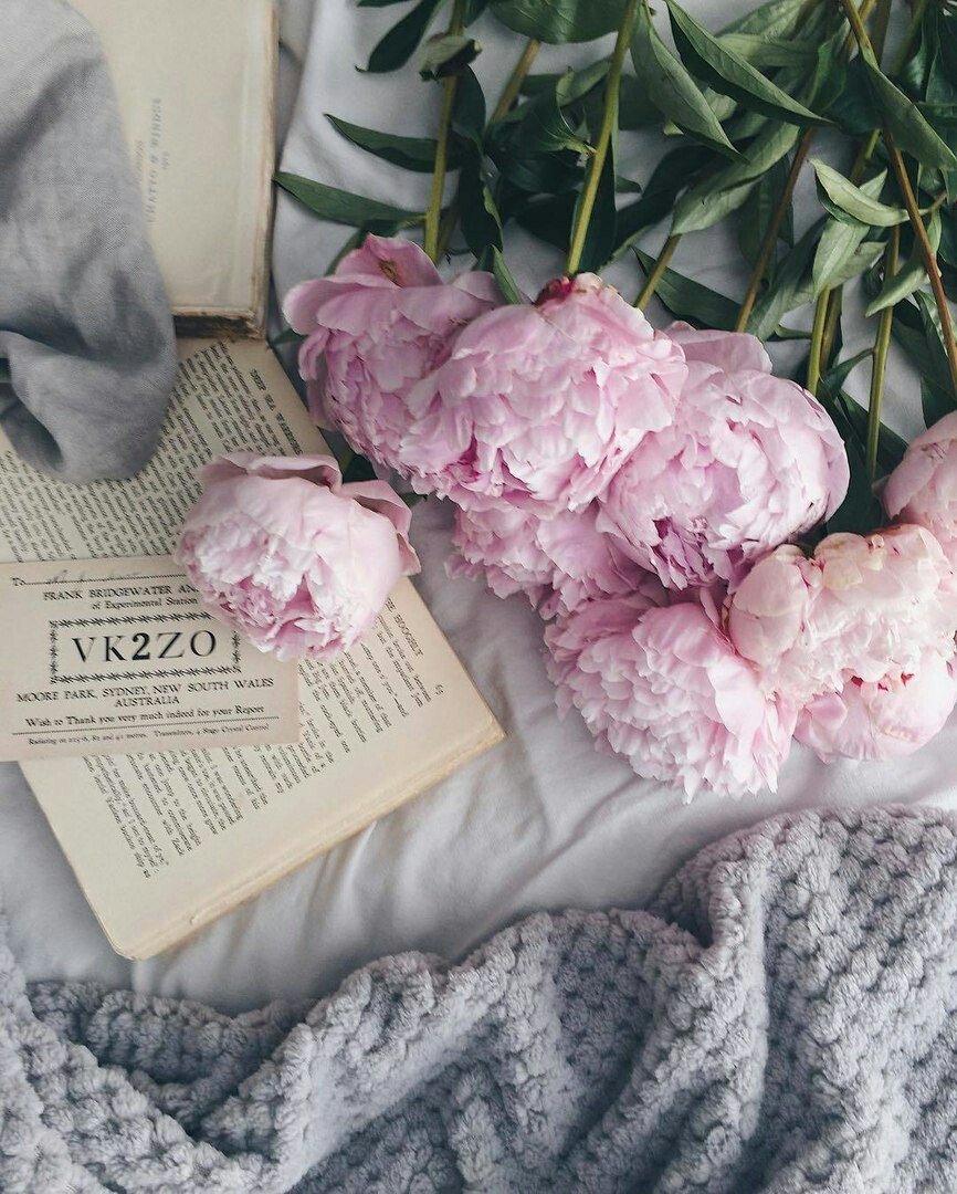 Пион Mattie LAFUSE