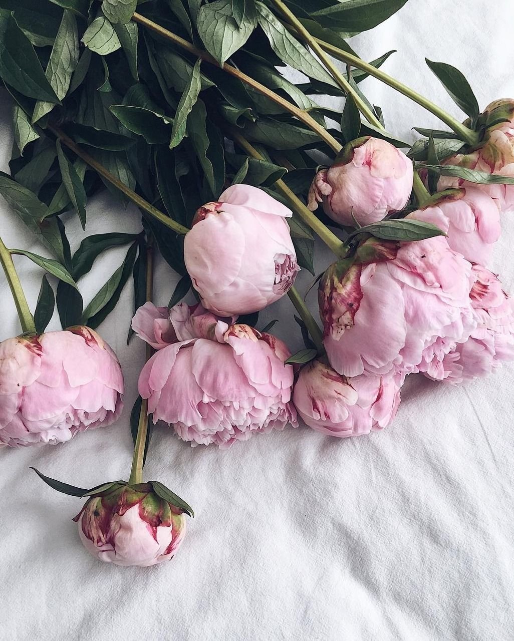 Белые пионы в саду