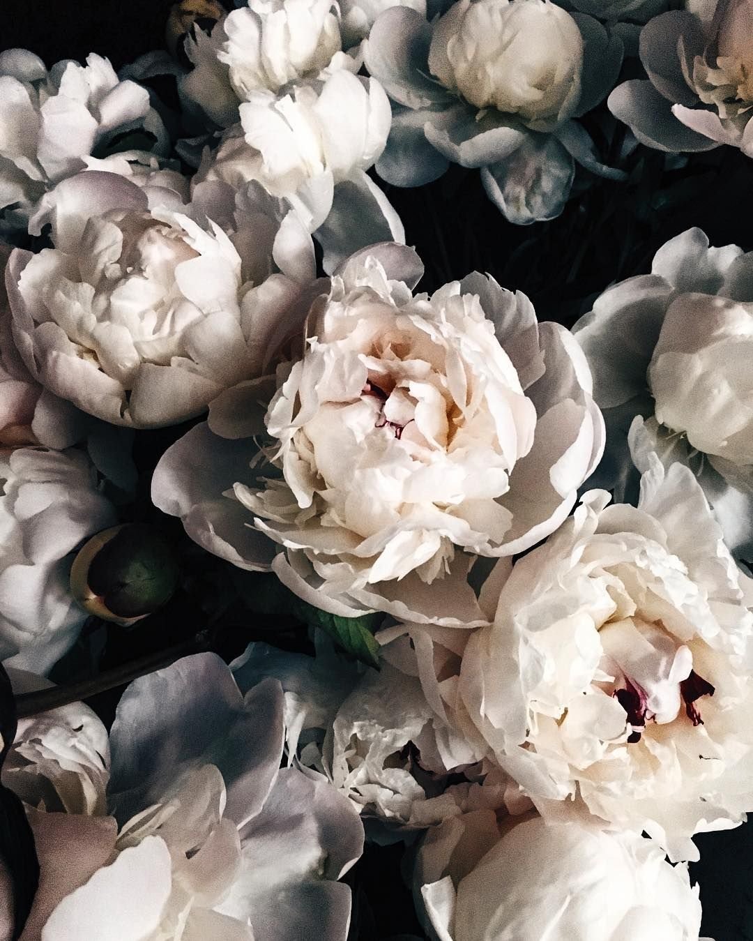 Черные пионы букет