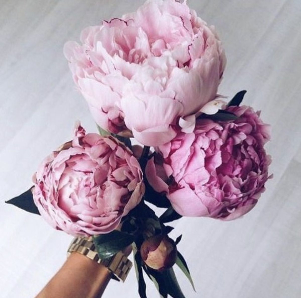 Нюдовые пионы