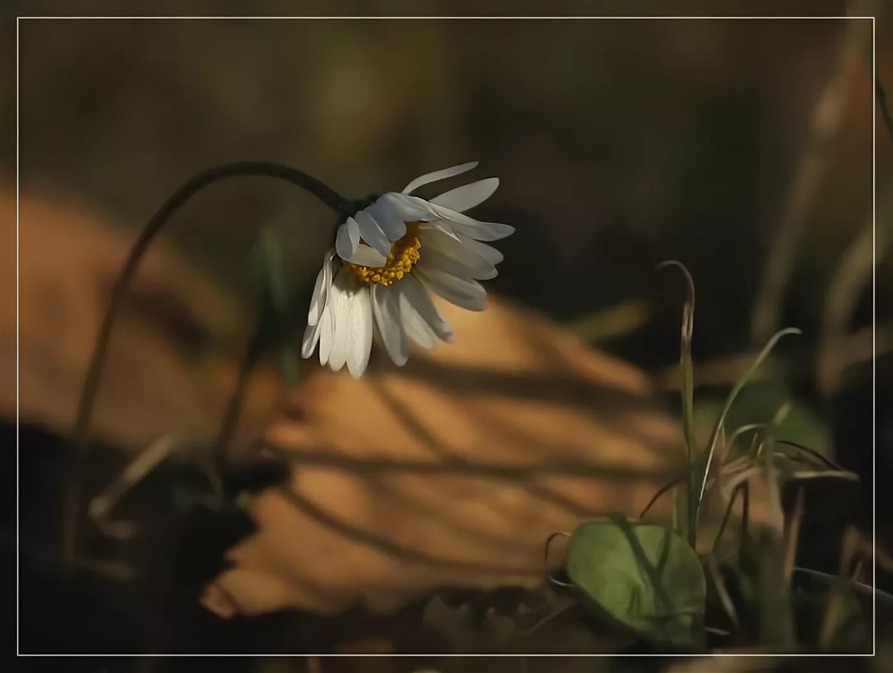 Одинокий цветок ромашки