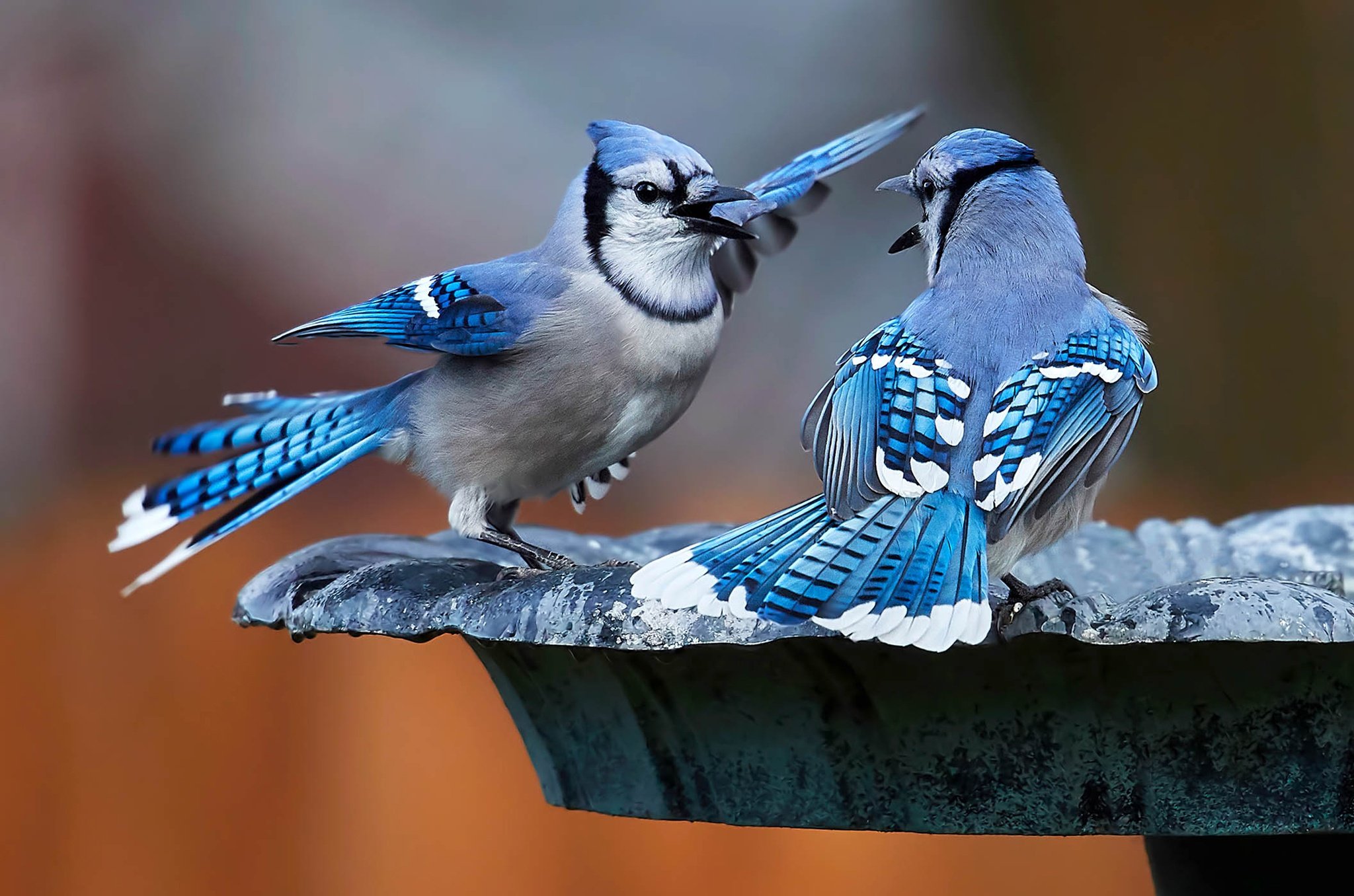 Две синие птицы. Птичка Сойка голубая. Сойка голубая американская. Лазурная Сойка. Голубая кустарниковая Сойка.