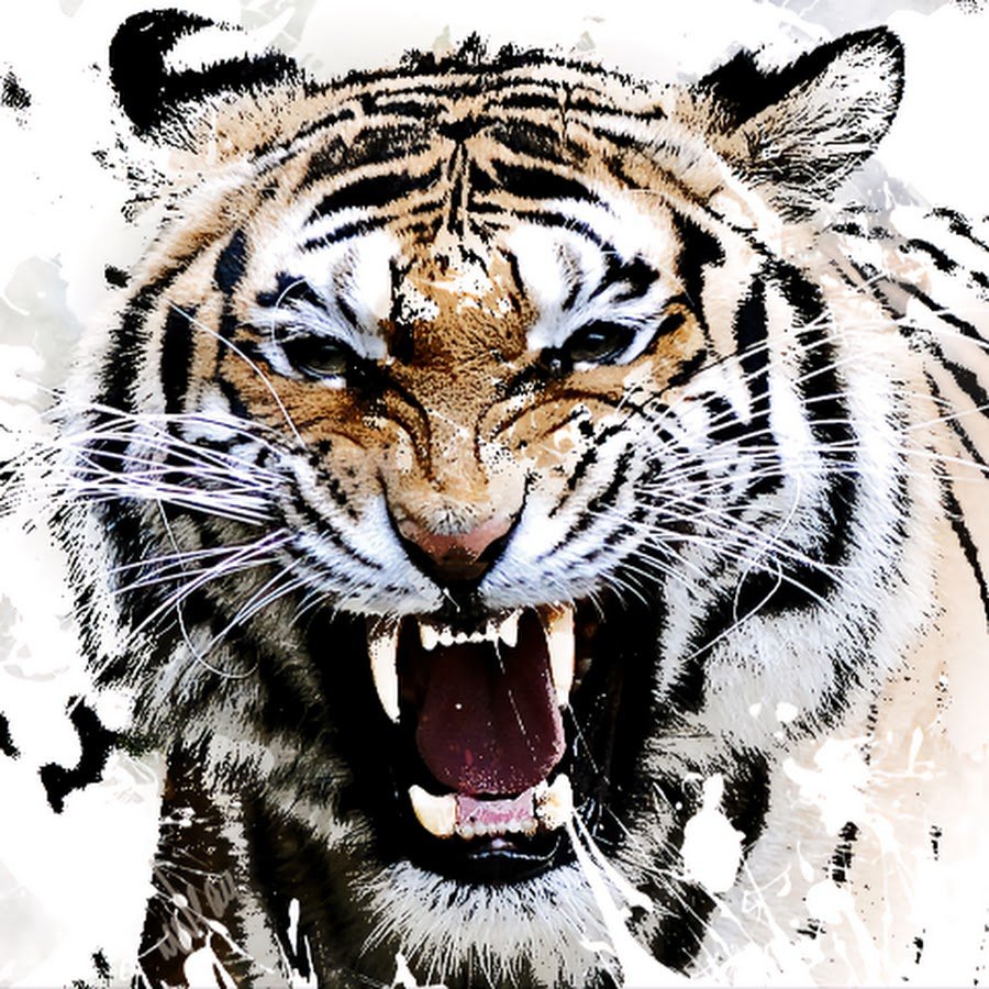 Тигр рычит арт