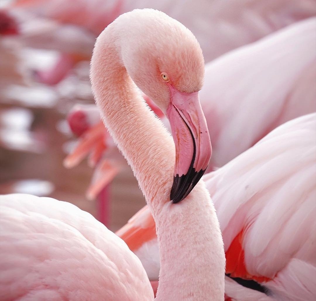 Фламинго дракапле