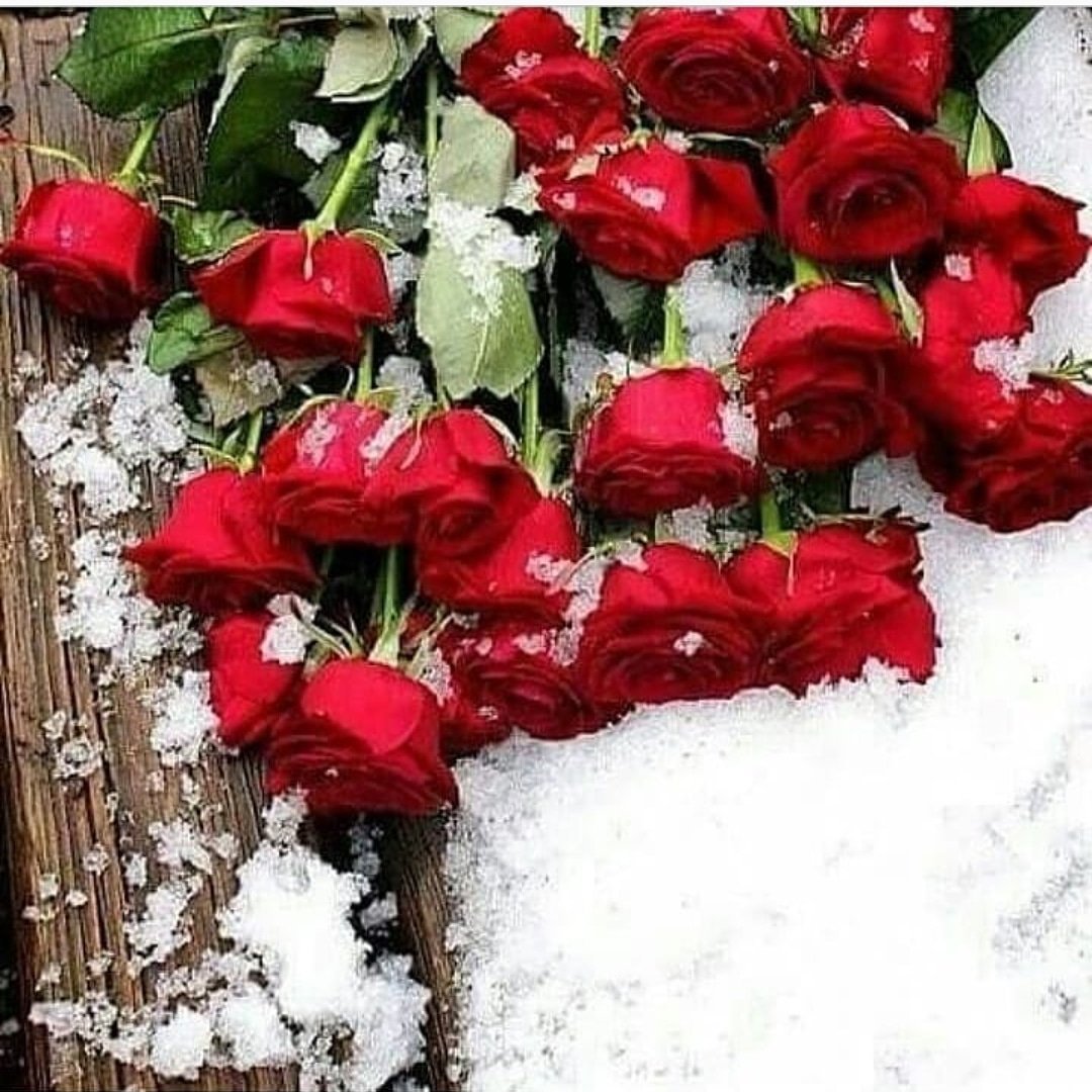 Розы снег красиво. Букет роз на снегу. Цветы зимой. Красивые зимние цветы.