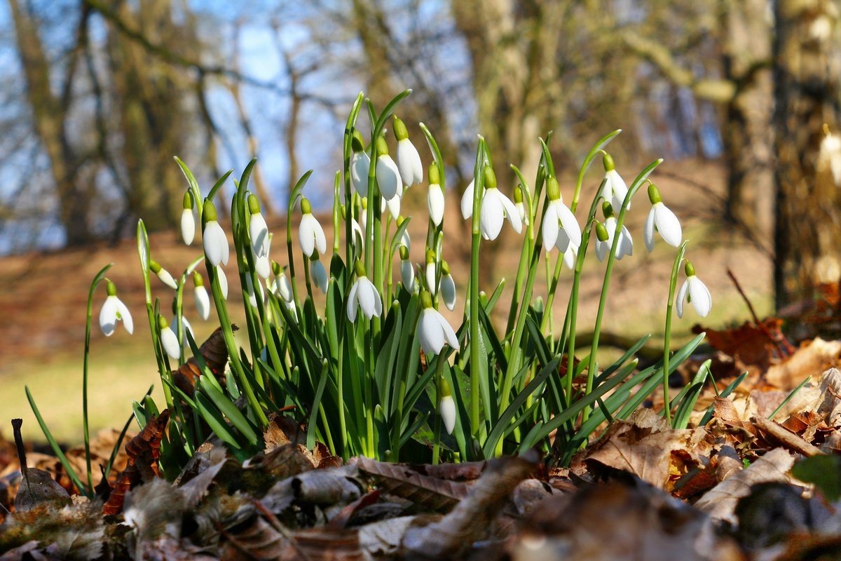 Природа Весна апрель