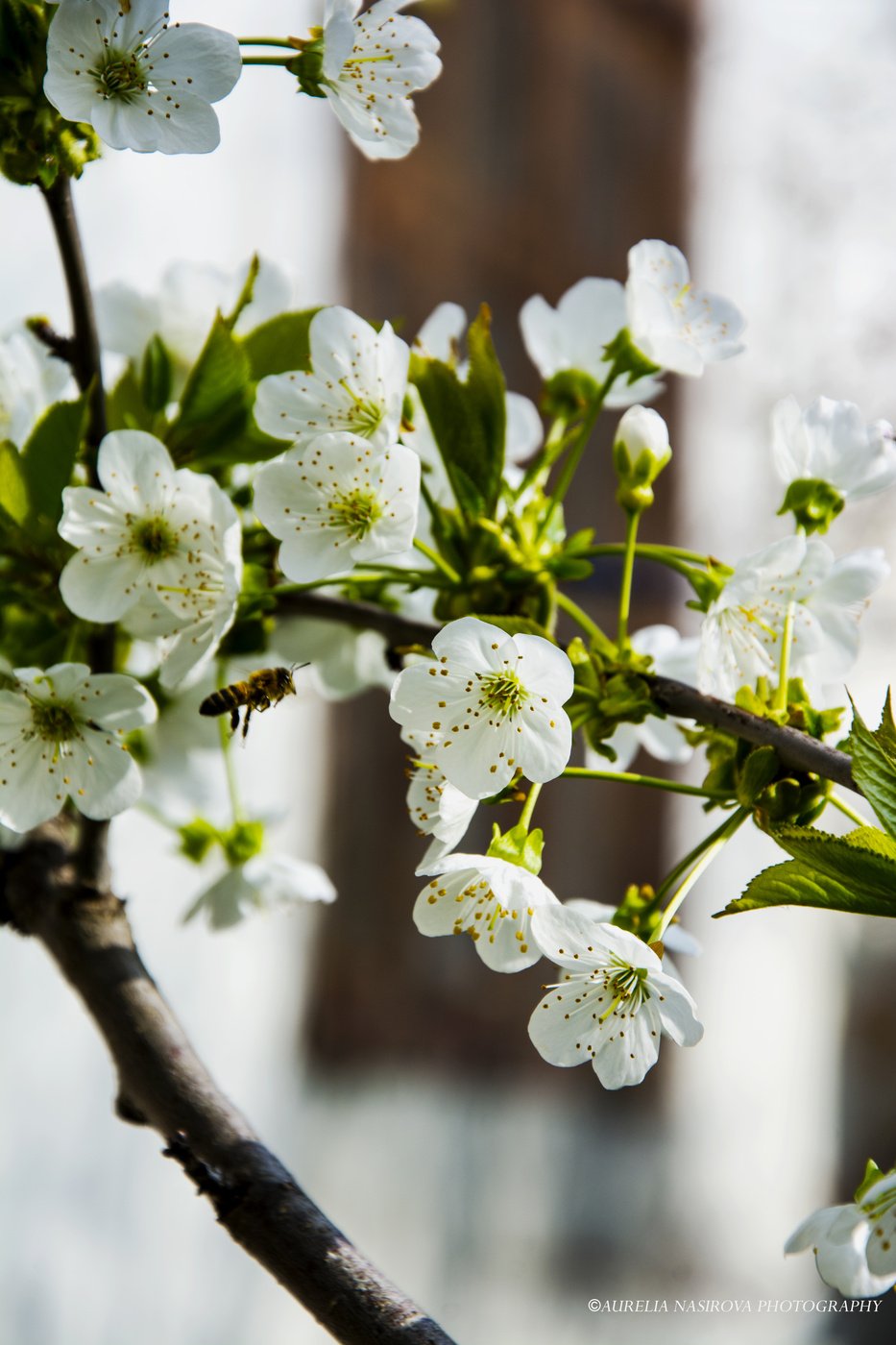 Весна апрель