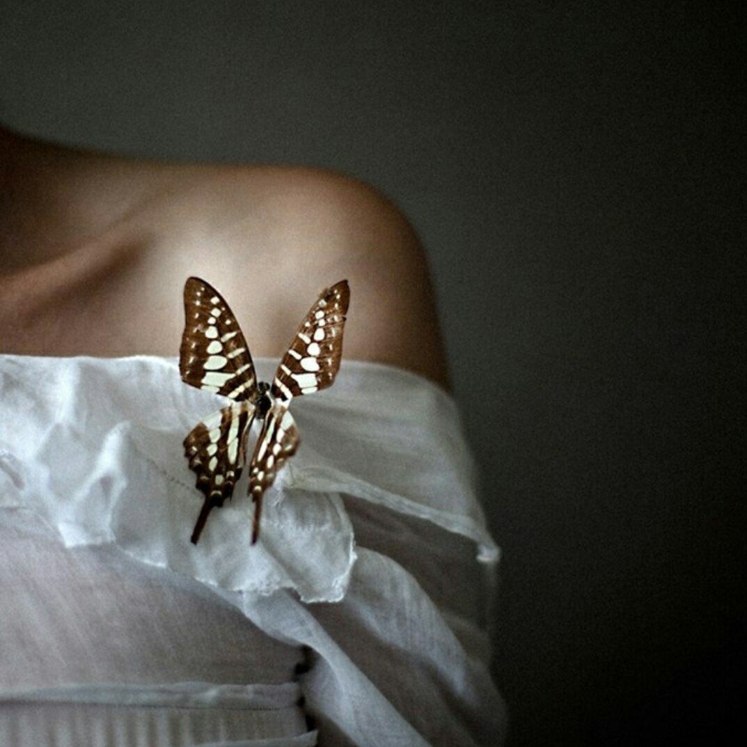 Аватарки с бабочками. Бабочки. Бабочки Эстетика. Женщина бабочка. Фотосессия с бабочками.