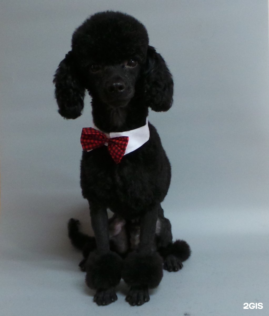 Пудель трафарет