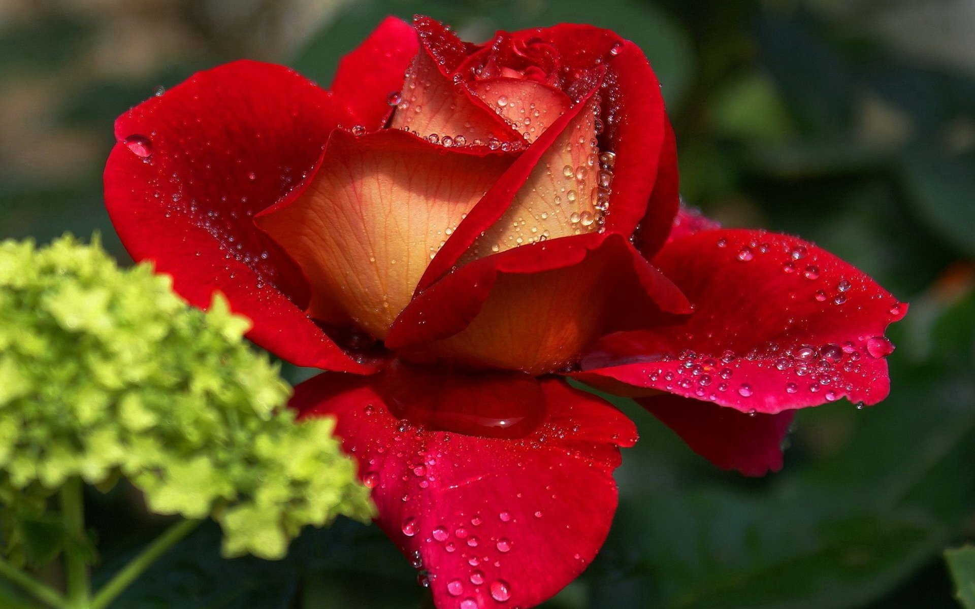 I a beautiful flower. Очень красивые цветы. Красивые розы. Шикарные цветы. Самые красивые розы.