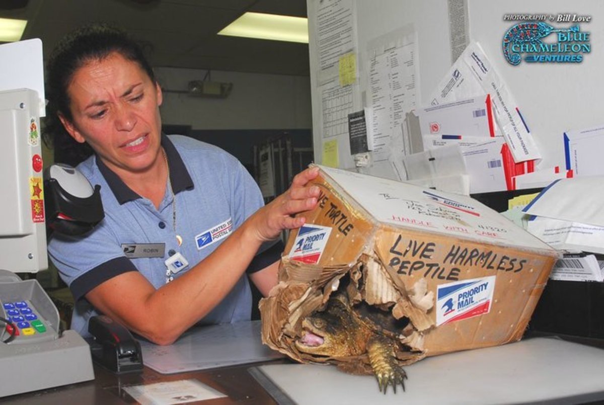 Смешная посылка