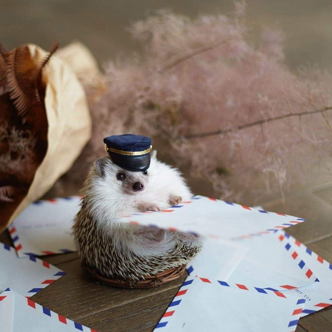 Животное с письмом