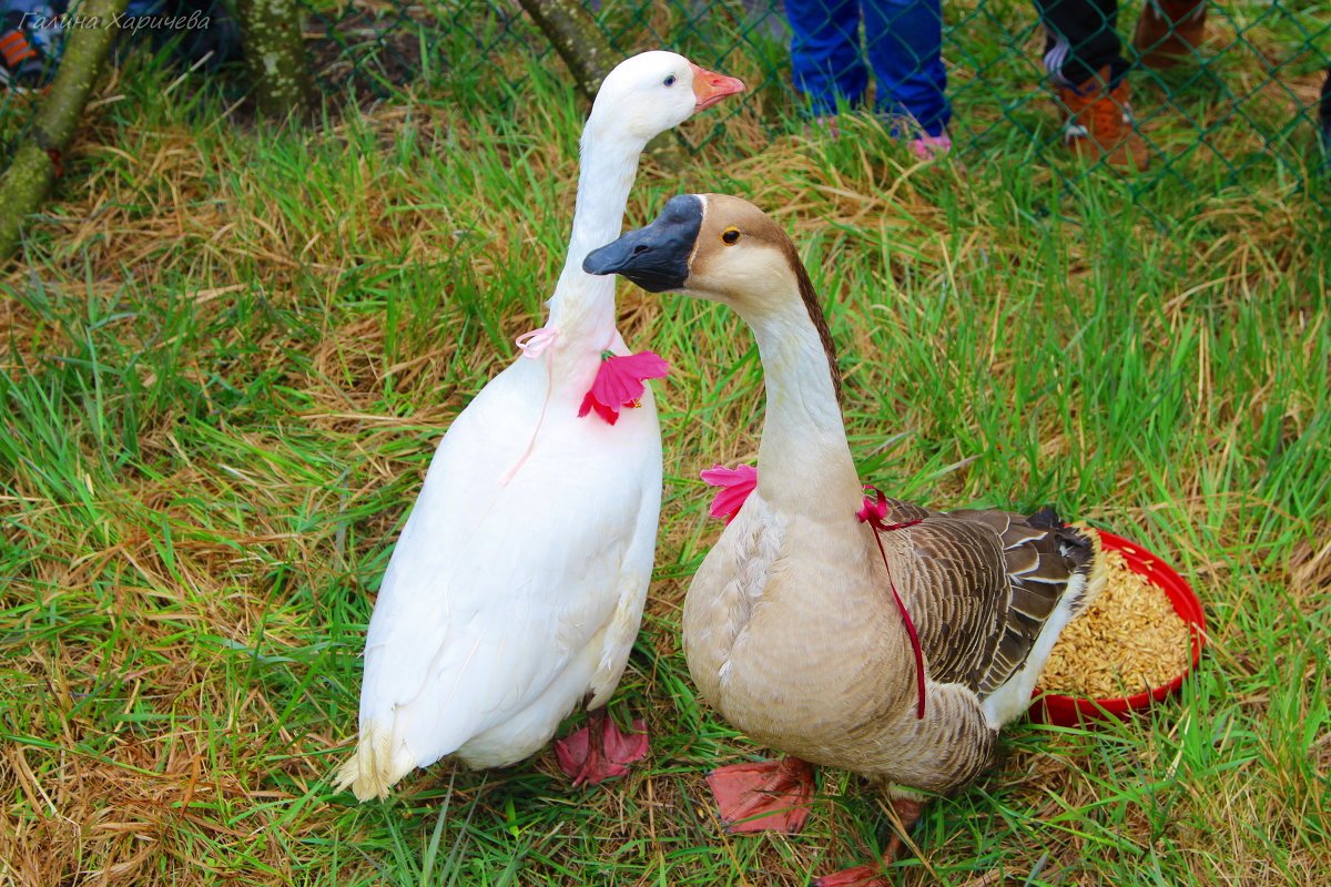 Гуси живопись маслом