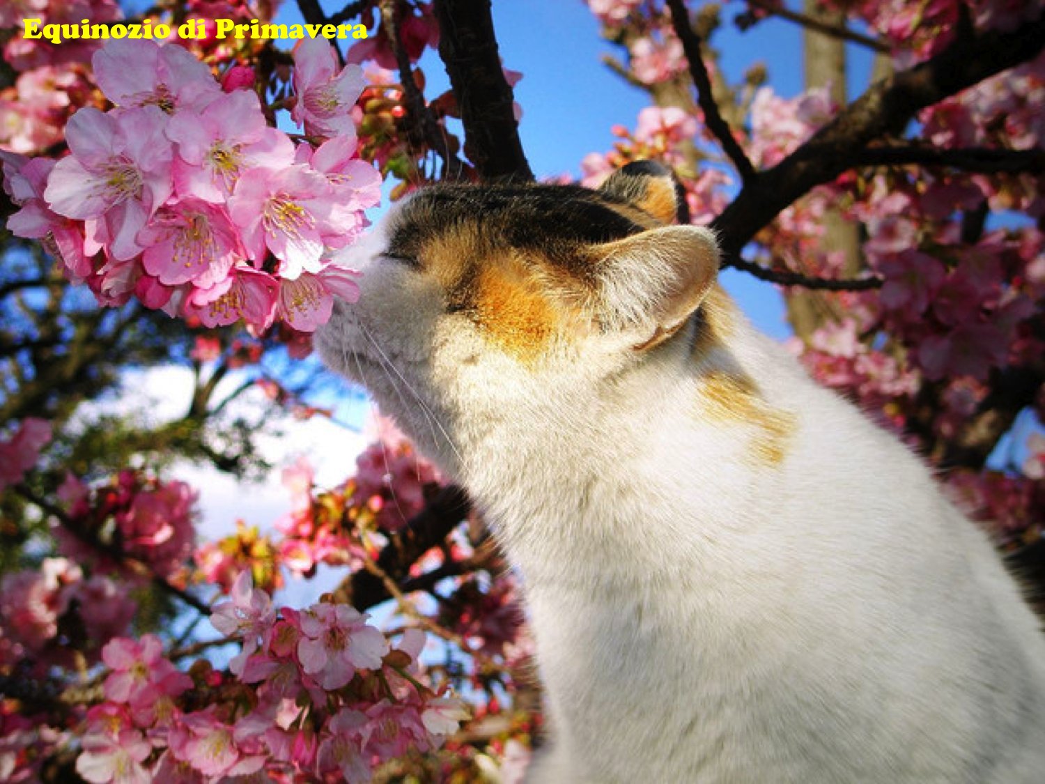 Весенние картинки с животными прикольные. Цветущие деревья и кот. Кот на Сакуре.