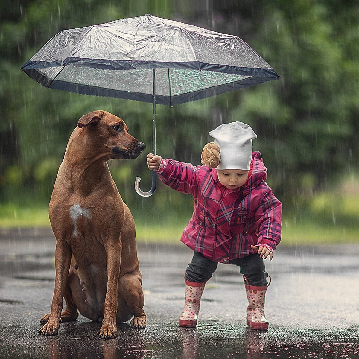 Добро к животным