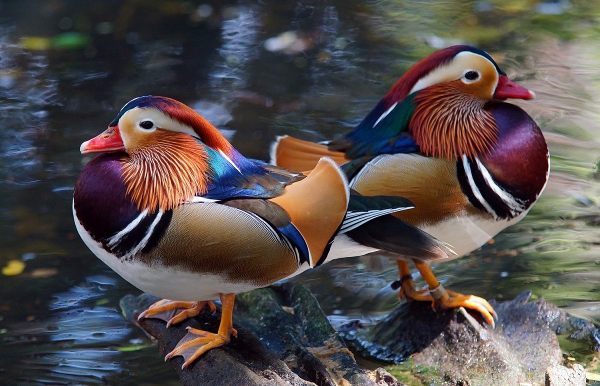 Мандаринка птица самка