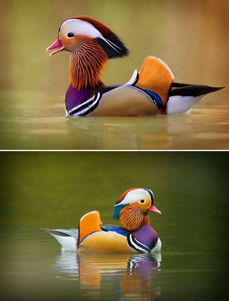 Самка утки мандаринки