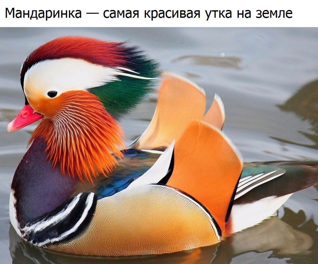 Самка утки мандаринки