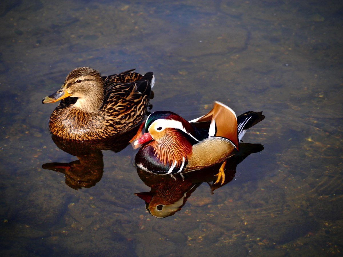 Птица утка Мандаринка