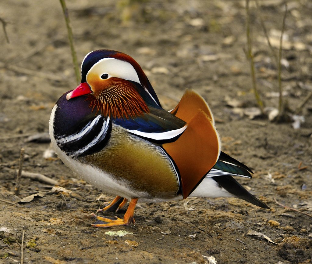 Утка Мандаринка