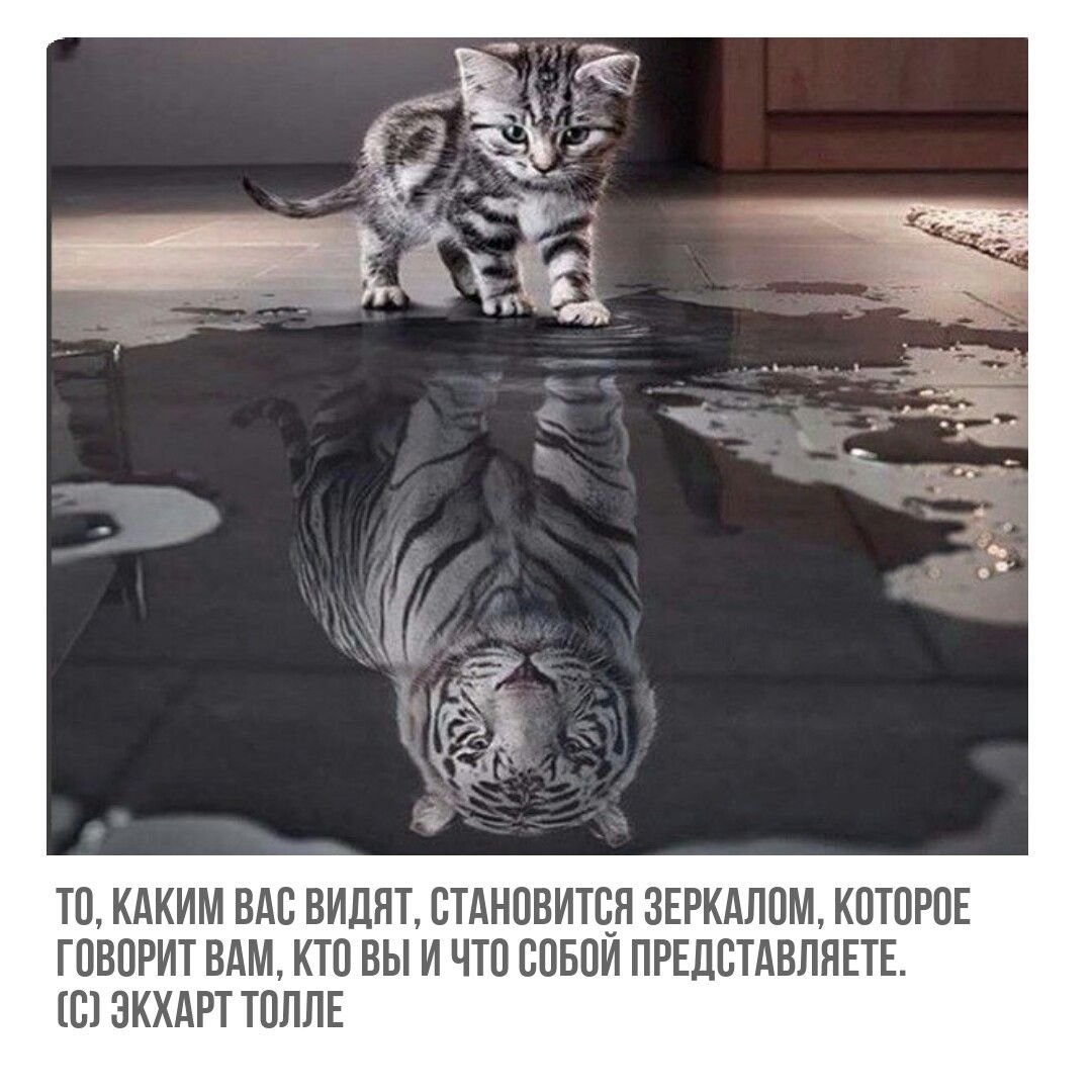 Отражение котенка