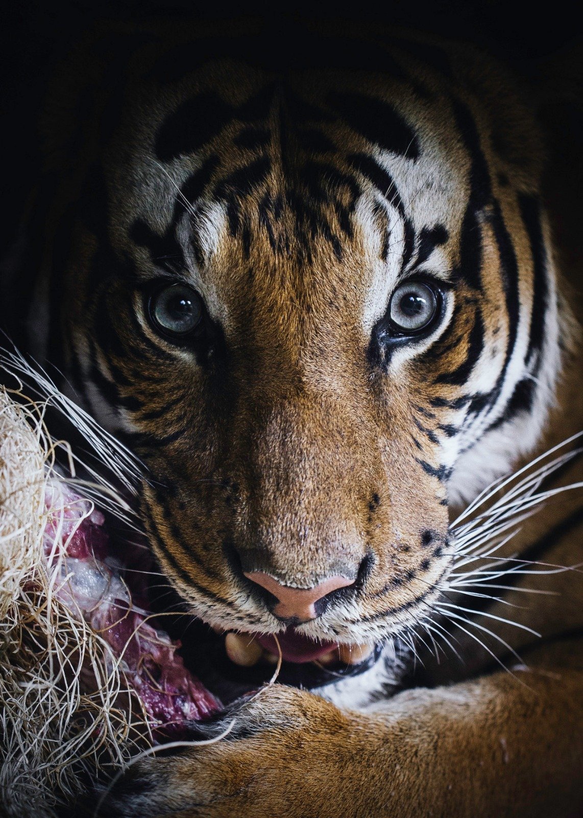 Обои котенок в отражении