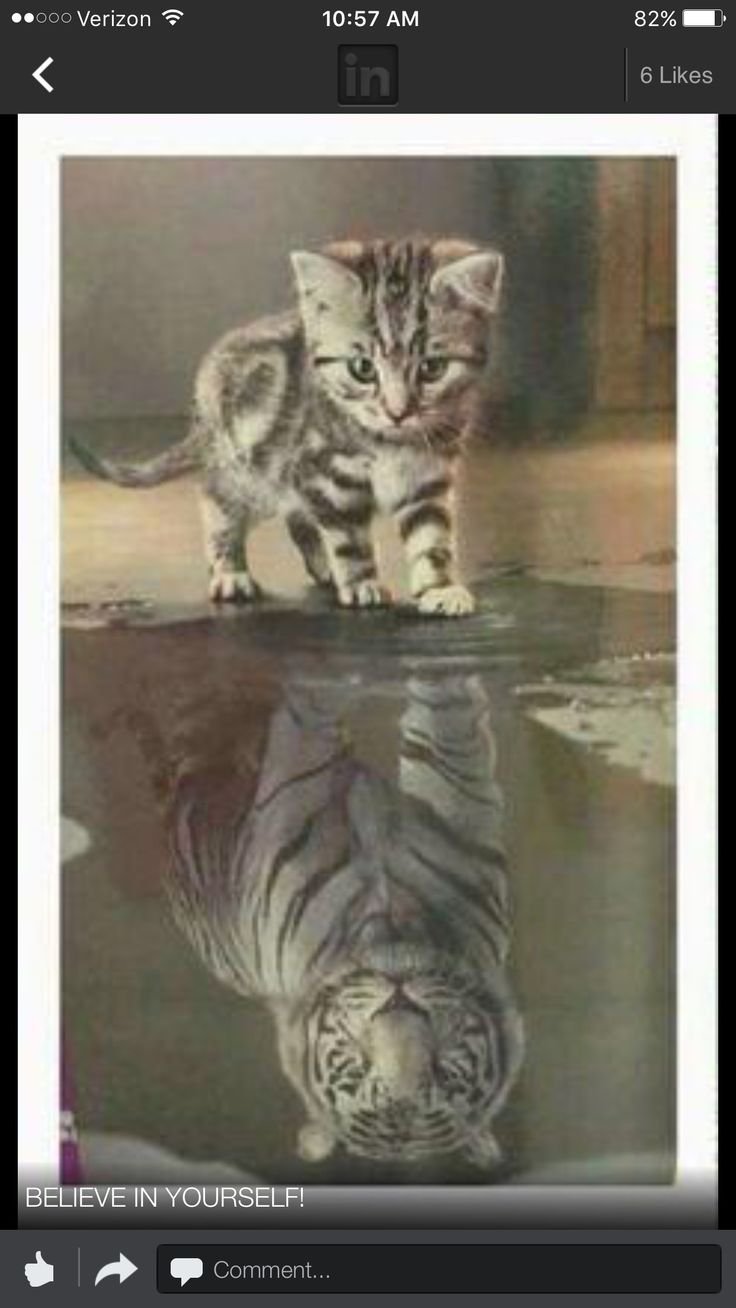 Котёнок и отражение тигра