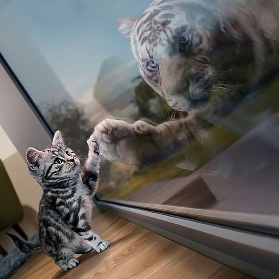 Тигр в отражении