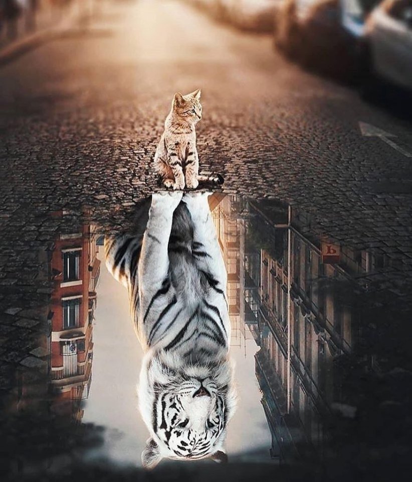 Котенок в отражении тигр