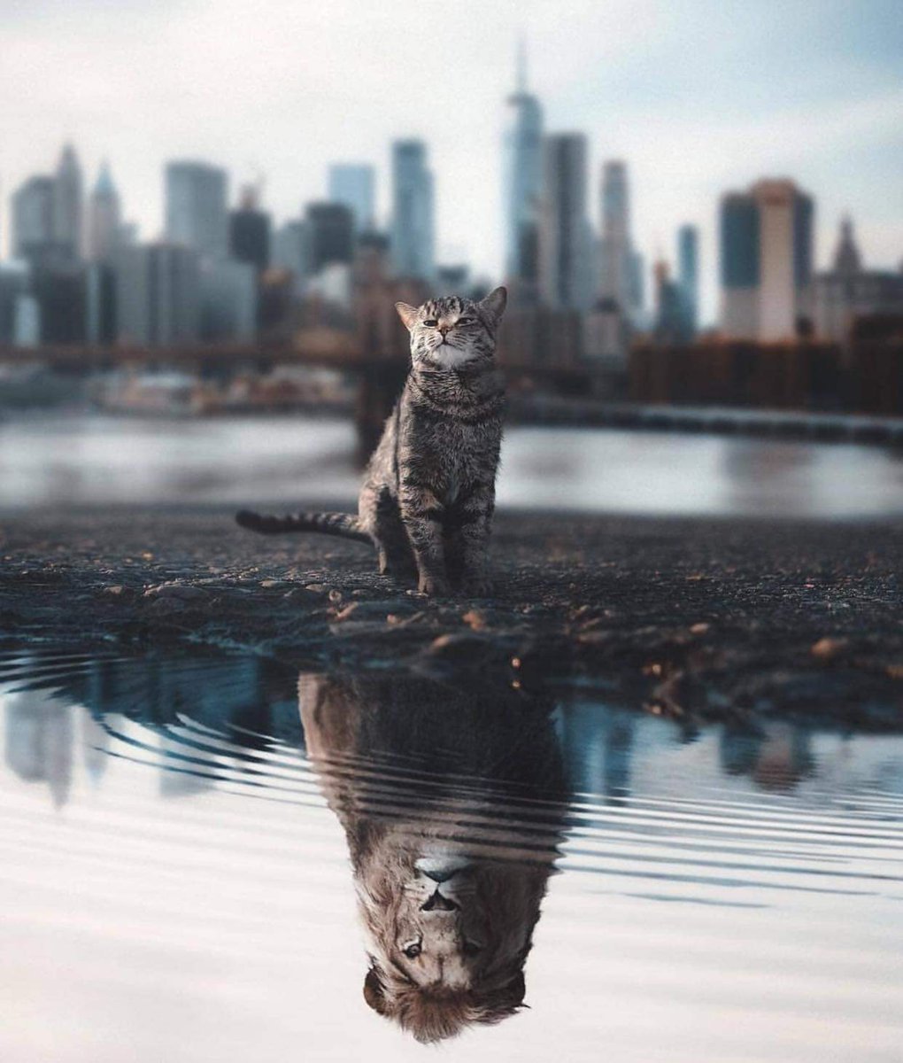 Котенок в зеркале