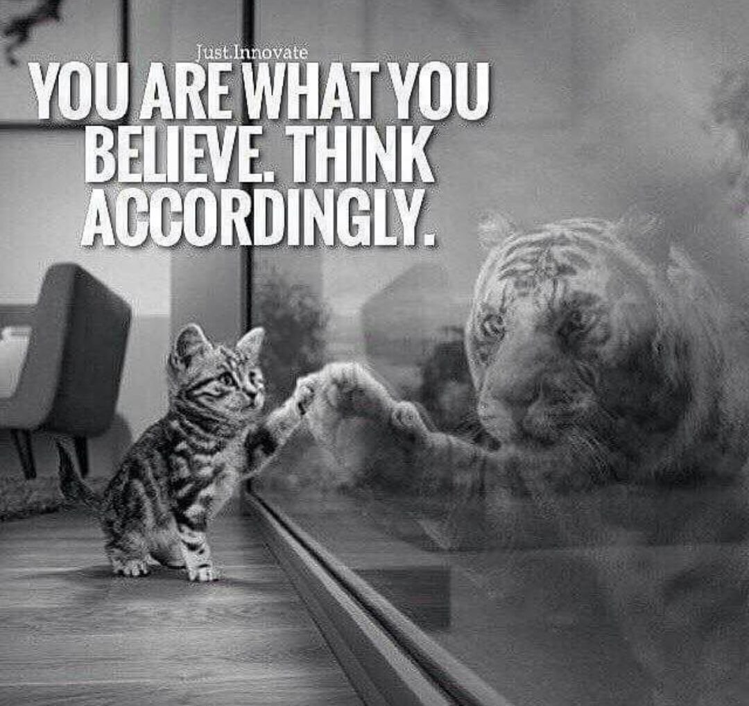 Котенок в отражении тигр