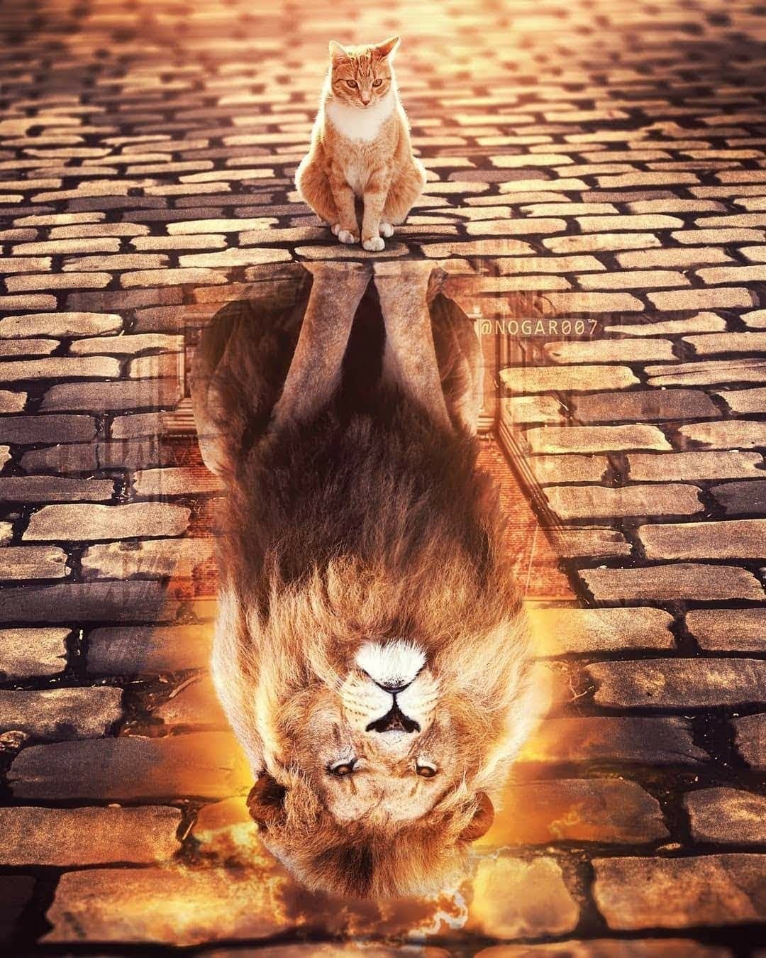 Кот в отражении тигр