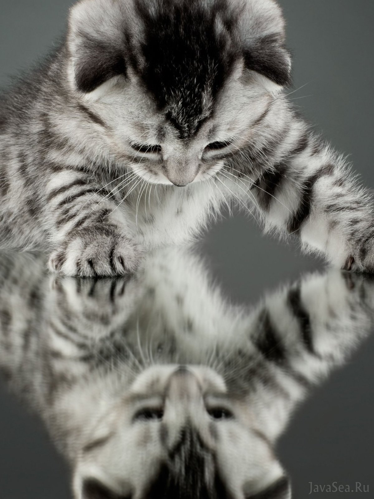 Котенок в отражении тигр