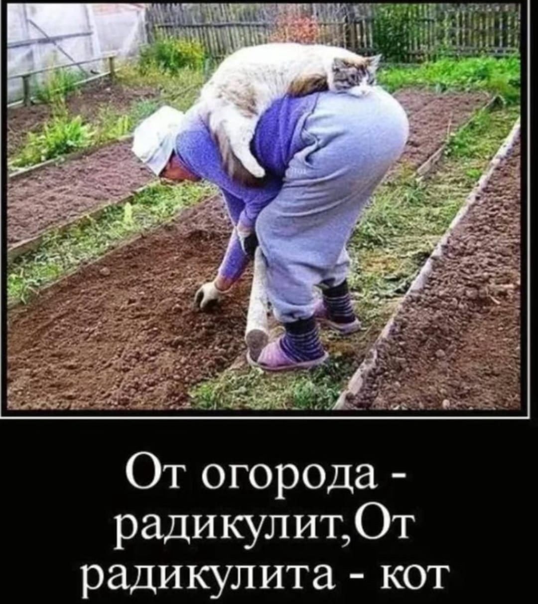 Дачники на даче