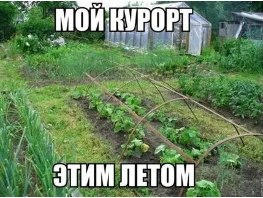 Смешное про огород