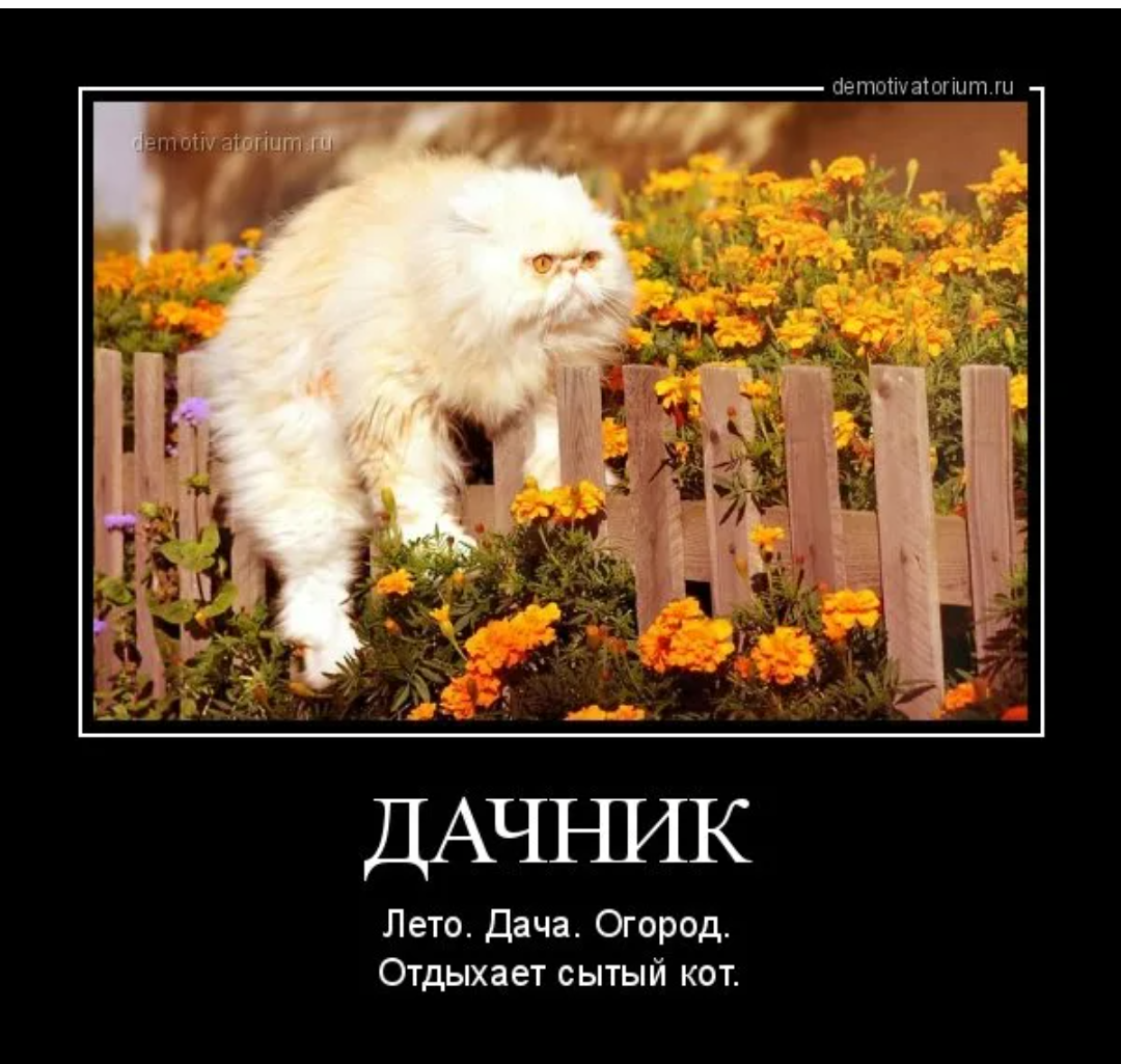 Копают картошку на даче